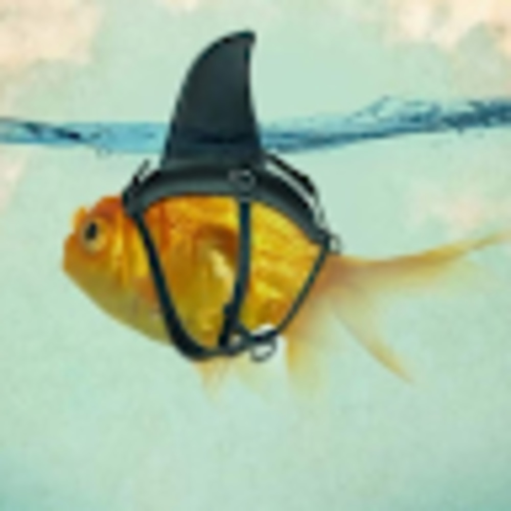 Meet your Posher, Kindra